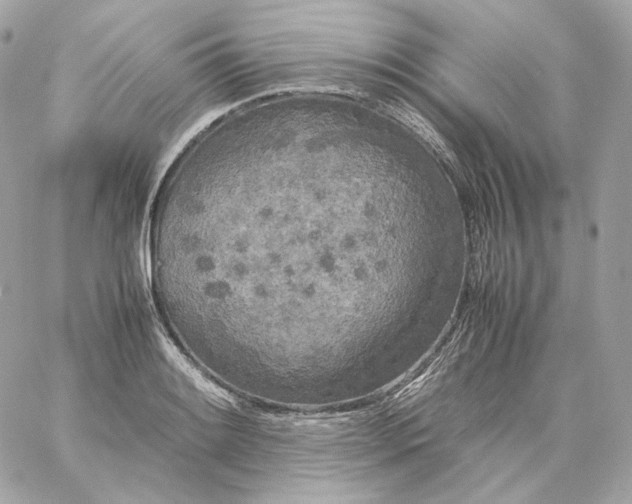 X0000060261084200511112015