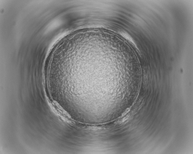 X0000060261088200511112015