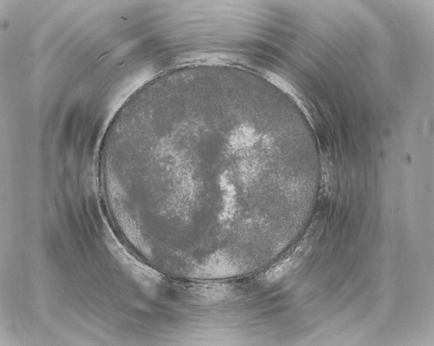 X0000060261090200511112015