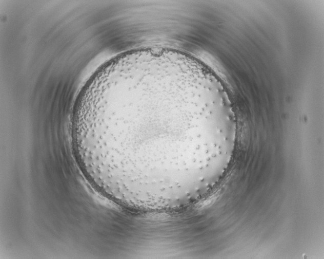 X0000060261094200511112015