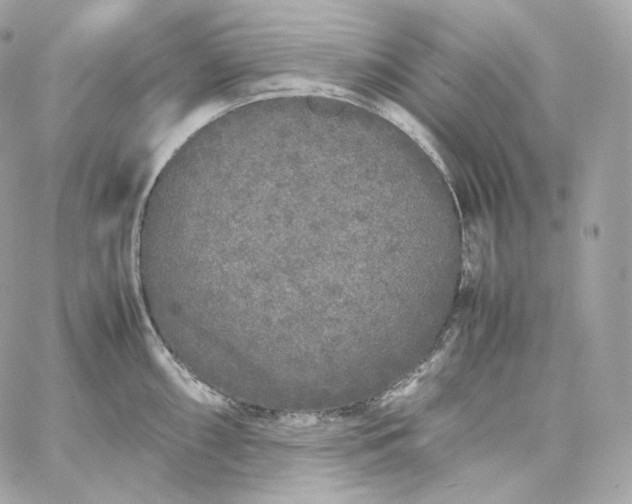 X0000060261098200511112015