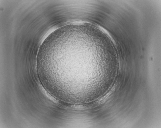 X0000060261194200511112013