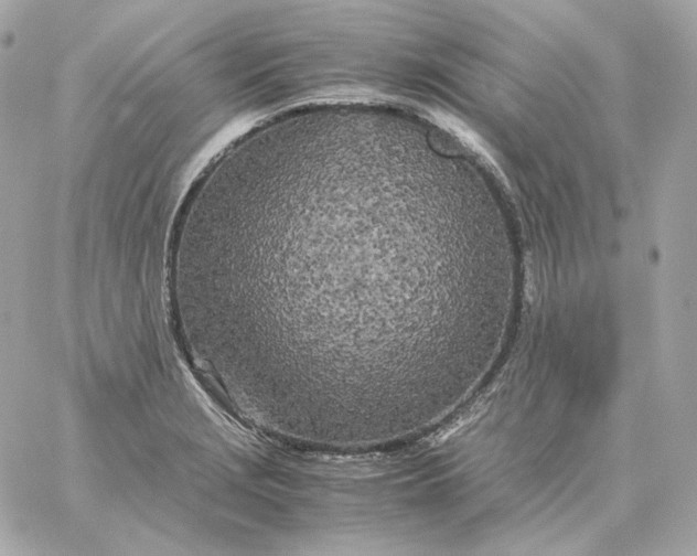 X0000060261229200511112012