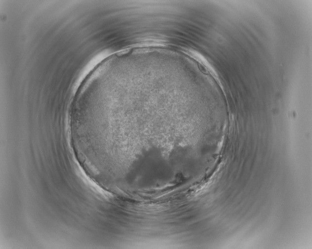 X0000060261243200511112013