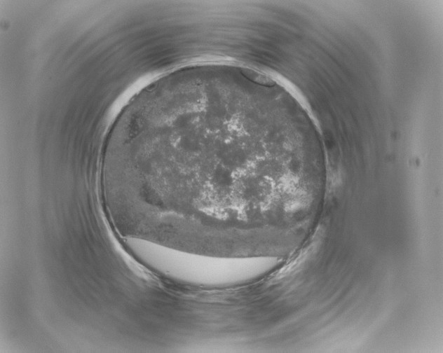 X0000060261245200511112013