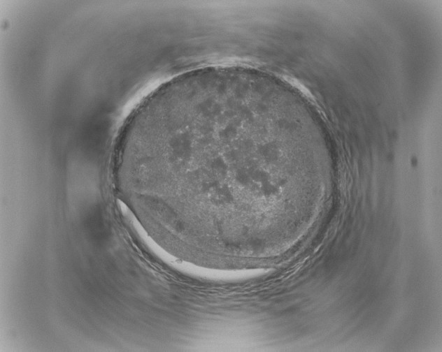 X0000060261263200511112012