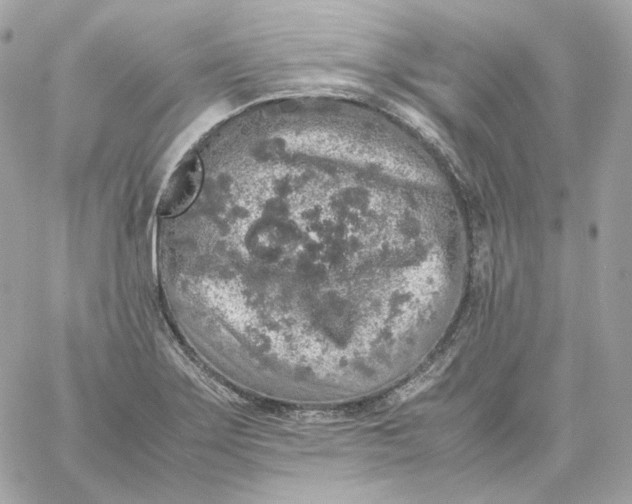 X0000060261275200511112012