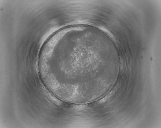 X0000060261278200511112011