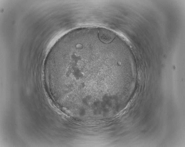 X0000060261279200511112011