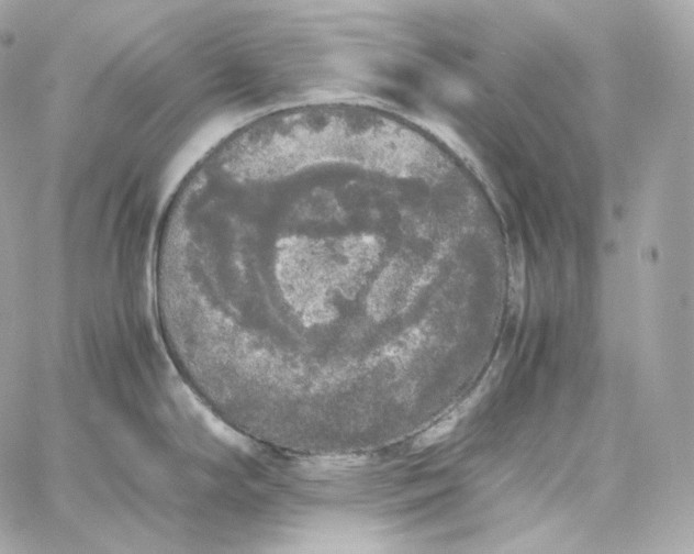 X0000060261294200511112011