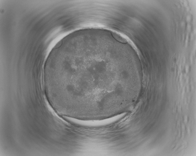 X0000060261295200511112011