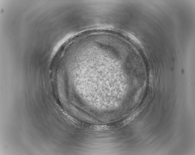 X0000060261310200511112011