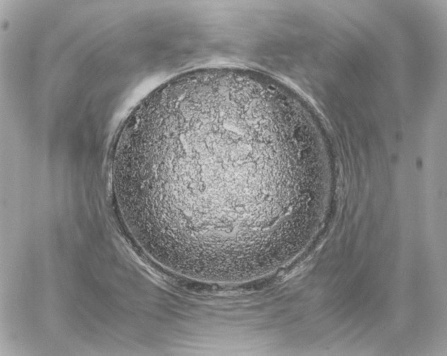 X0000060261367200511112010