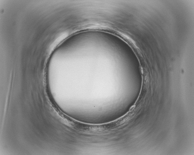 X0000060261375200511112010