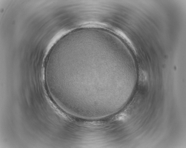 X0000060261376200511112010