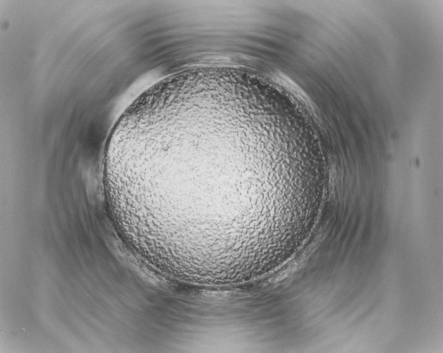 X0000060261378200511112010