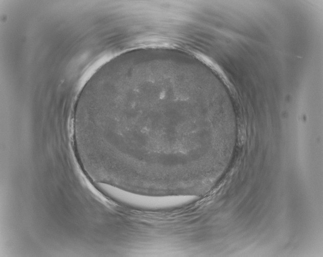 X0000060261383200511112010