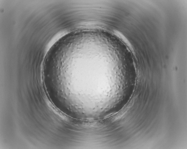 X0000060261386200511112010