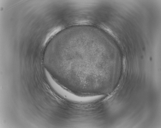 X0000060261405200511112009