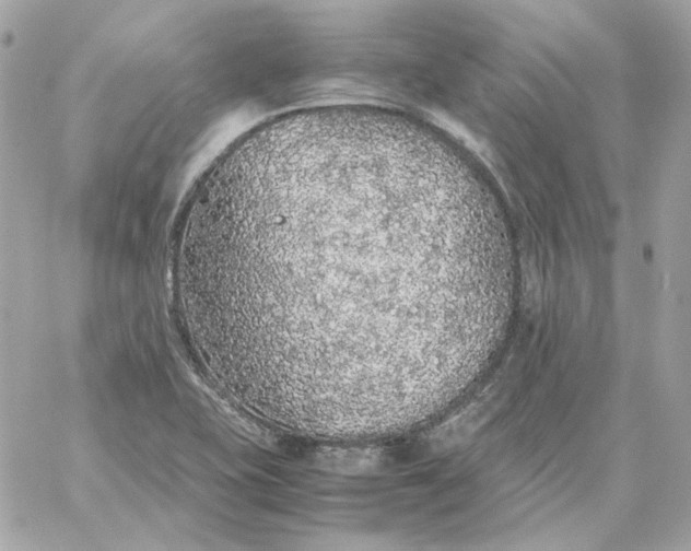 X0000060261415200511112009