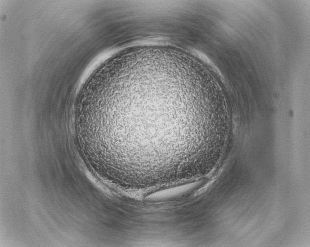 X0000060261421200511112009