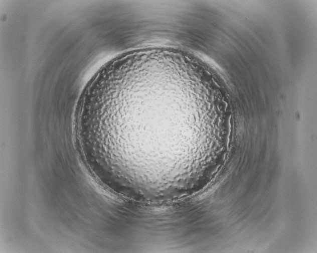 X0000060261423200511112009