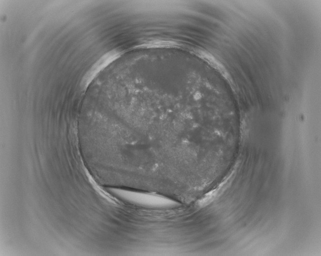 X0000060261425200511112009