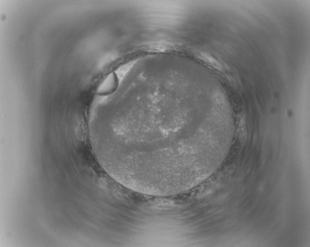 X0000060261446200511112009