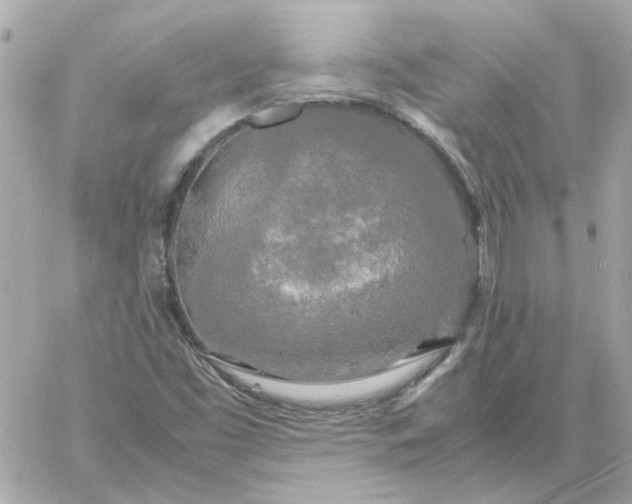 X0000060261453200511112009