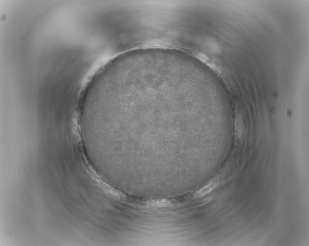 X0000060261454200511112009