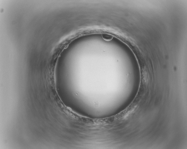 X0000060261494200511112007