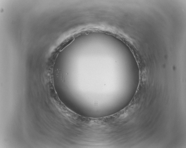 X0000060261496200511112007