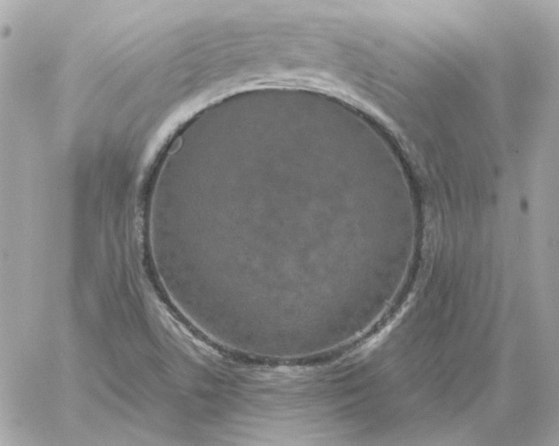 X0000060261506200511112007