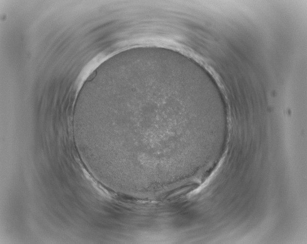 X0000060261529200511112008