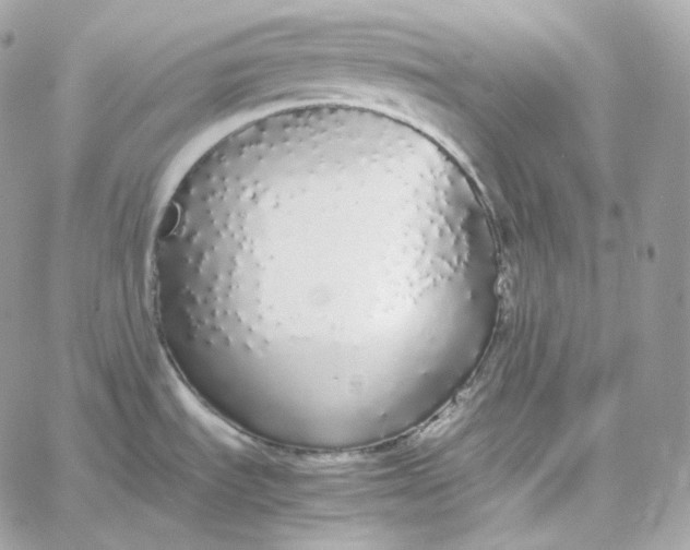 X0000060261535200511112008