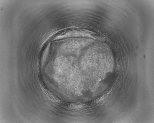 X0000060260351200511181400