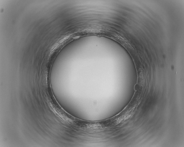 X0000060260446200511181358