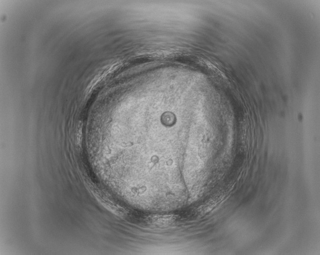 X0000060260495200511181358