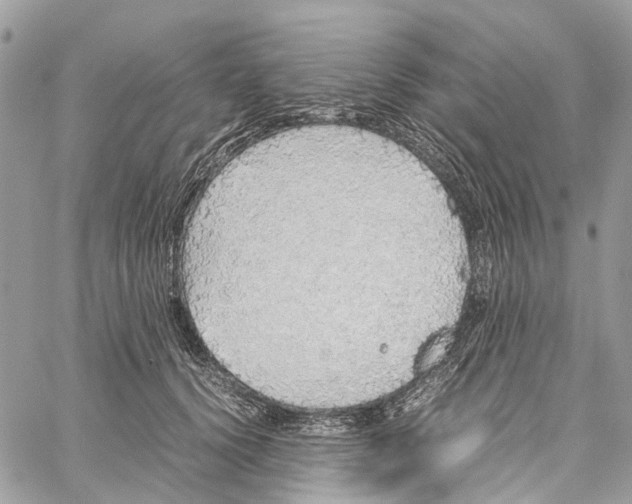 X0000060260656200511181355