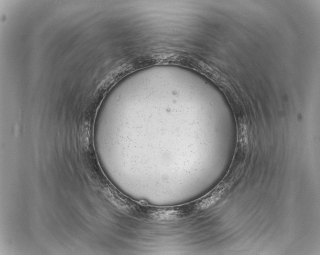 X0000060260664200511181355