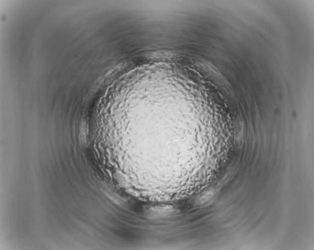 X0000060260669200511181355