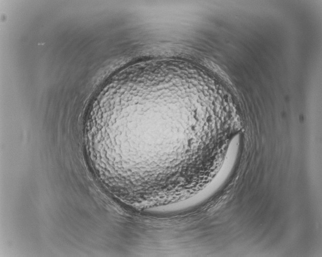 X0000060260673200511181355