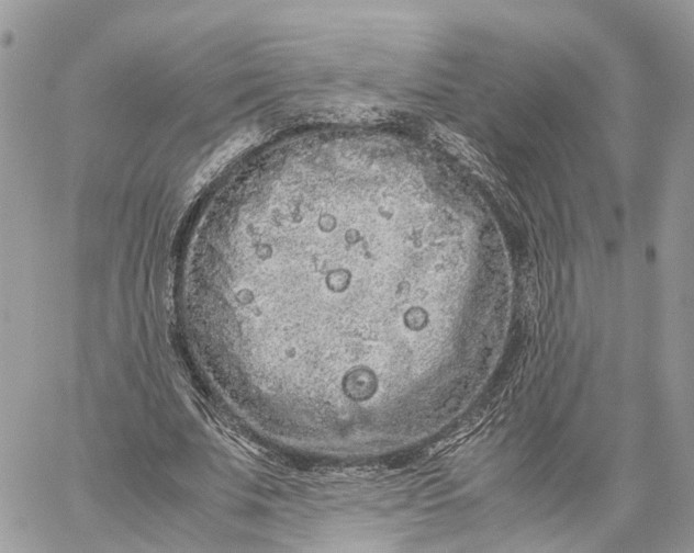 X0000060260679200511181355