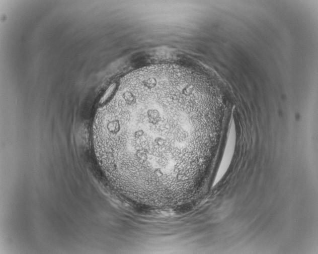 X0000060260715200511181354