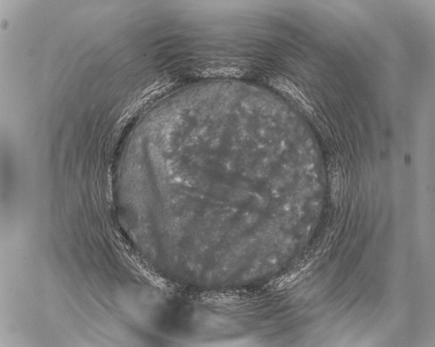 X0000060260729200511181353