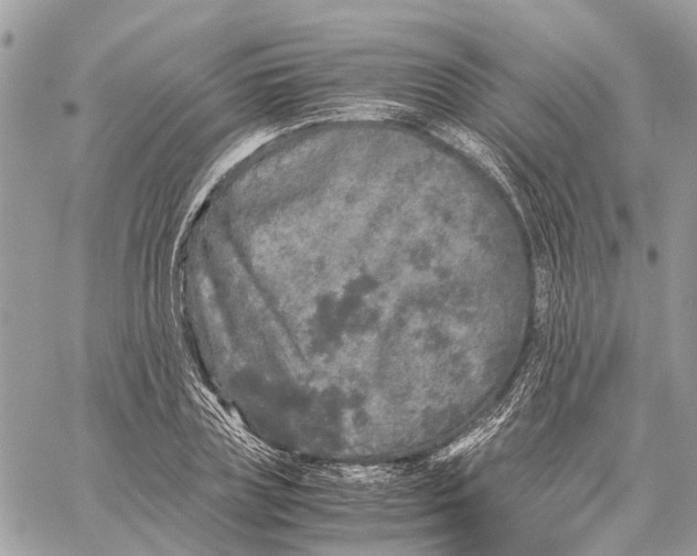 X0000060260835200511181352