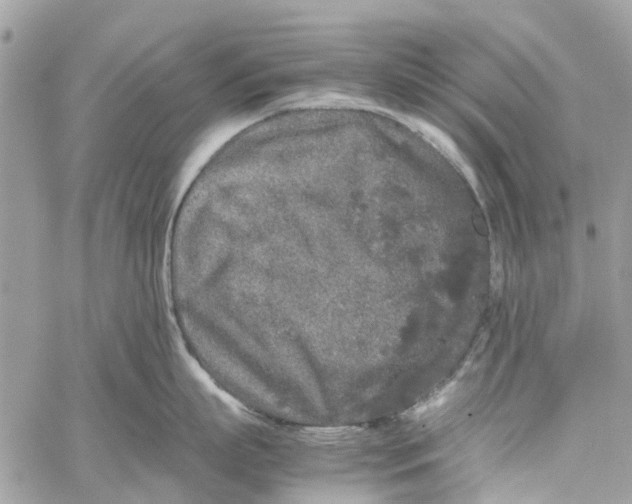 X0000060260863200511181352