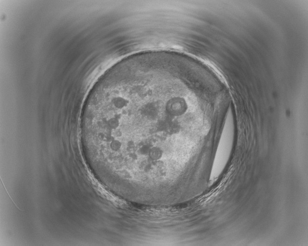 X0000060260895200511181351