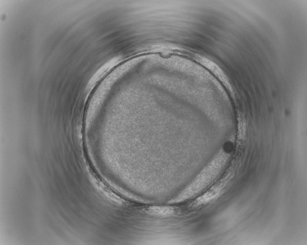 X0000060260954200511181351