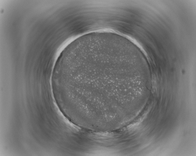 X0000060260959200511181351